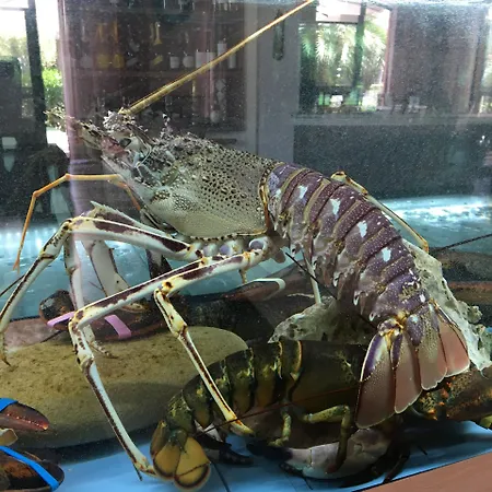 Western Imperiale 4*